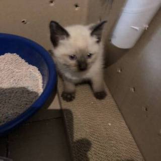 ペルシャ柄ミックスの子猫、優しい家族探しています。
