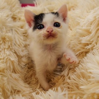 福岡：動物病院発！  のこちゃんの糸探し