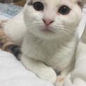 他で決定、ありがとうございました！！