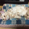 きなこ屋