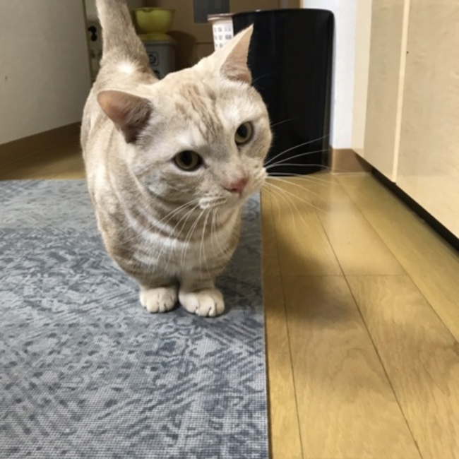 きなこ屋のカバー写真