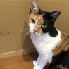 都内から１歳半のおとなしい三毛ちゃん サムネイル2
