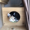 都内から１歳半のおとなしい三毛ちゃん サムネイル3