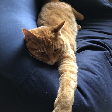 人をダメにするソファは、僕もダメになります(( _ _ ))..zzzZZ