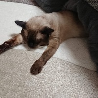 ブー