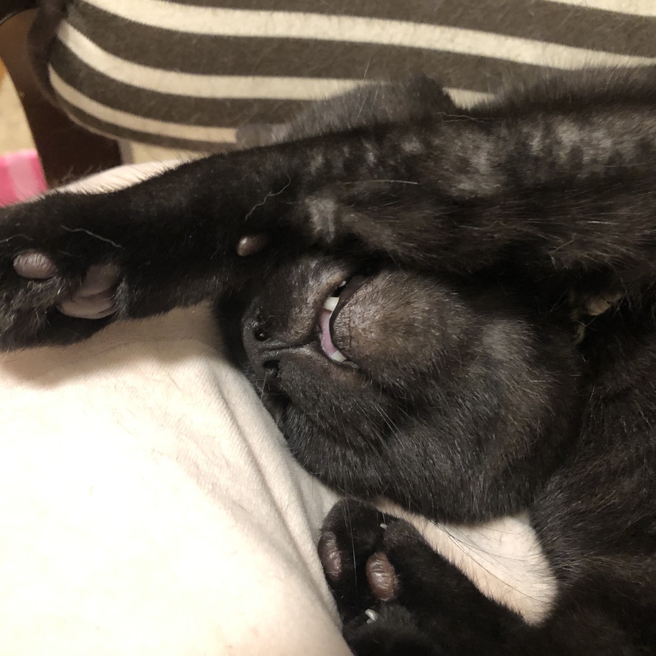 てつをのカバー写真