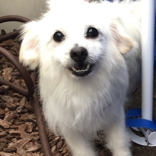 スピッツMIX男の子