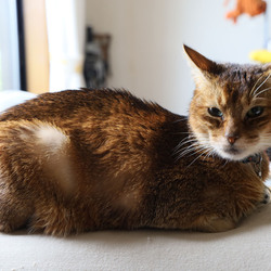 「サスケくんの変化と検診」サムネイル2