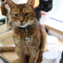 「サスケくんの変化と検診」サムネイル3