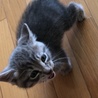 の写真