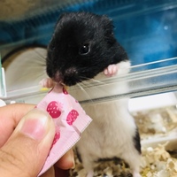 くますけ