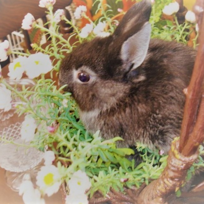 ネコ道の会・小平・ぶらんこのカバー写真