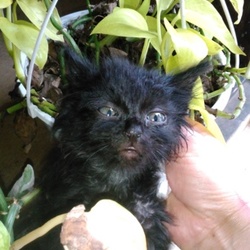 長毛の黒の仔猫ちゃん