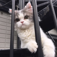 メイプル