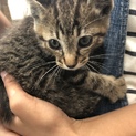 小さいトラ猫 保護しました