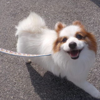 笑顔がチャーミングの元気いっぱいチロ君12才