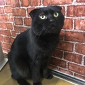 耳折れ黒猫のクロ♂若いけど冷静でマイペース