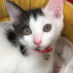 ぽかぽか温泉（守山区）だよ！ネコの譲渡会