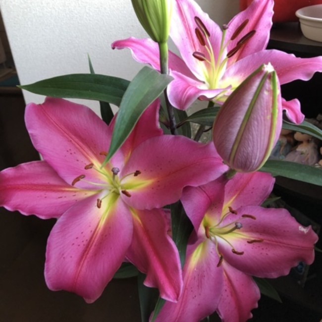 ラブ！のカバー写真