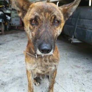 琉球犬 助けてください