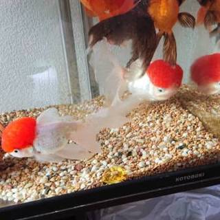 金魚さん4匹の里親募集です。