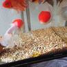 金魚さん4匹の里親募集です。 サムネイル2
