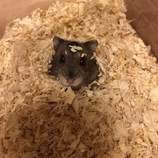ハムスター里親募集！