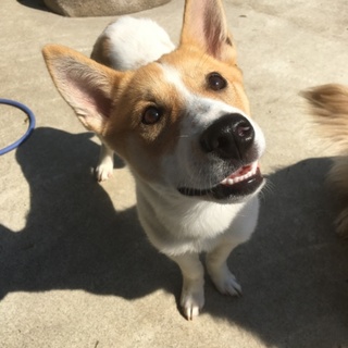 ハチワレ柄が可愛いMIXメイ