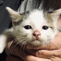 生後一ヶ月の子猫です。4ひきめ