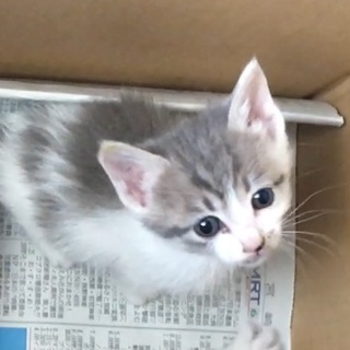 里親さん決まりました。ありがとうございました。