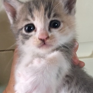 里親さん決まりました。ありがとうございました。