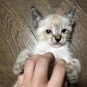 【オス】白トラ 珍しい柄 1ヶ月半