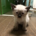 【メス】シャム猫系 白 1ヶ月半