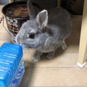 ネザー ウサギくんです♂