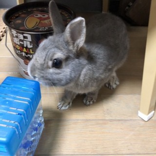 ネザー ウサギくんです♂