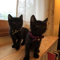 かわいい黒猫兄妹 生後2ヶ月 ミルクから育てました