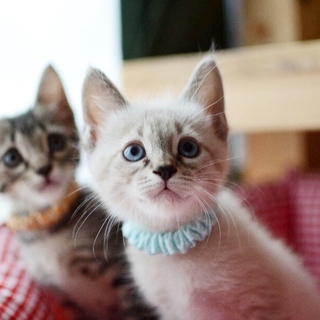 シャム風美男【寛太】