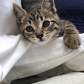 人なつこいイケメンのきじとら 生後2ヶ月