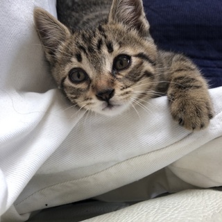 人なつこいイケメンのきじとら 生後2ヶ月