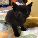 【オス】黒猫 1ヶ月半