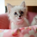 長毛シャム風美猫【麗】