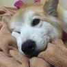 ならた