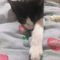 五カ月 メス子猫ちゃん