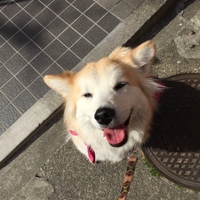カヤ
