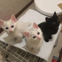 キュートなかわいい３兄妹！