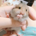 5/29更新 ※一時停止※長毛ハムスター赤ちゃん