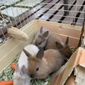 生後１ヶ月、ミニウサギの里親募集