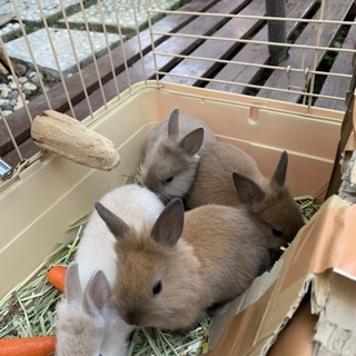 生後１ヶ月、ミニウサギの里親募集