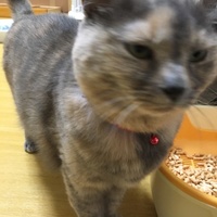 シュバイン