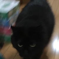 サンタクルス